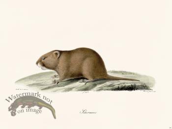 Cuvier 282 Schermaus